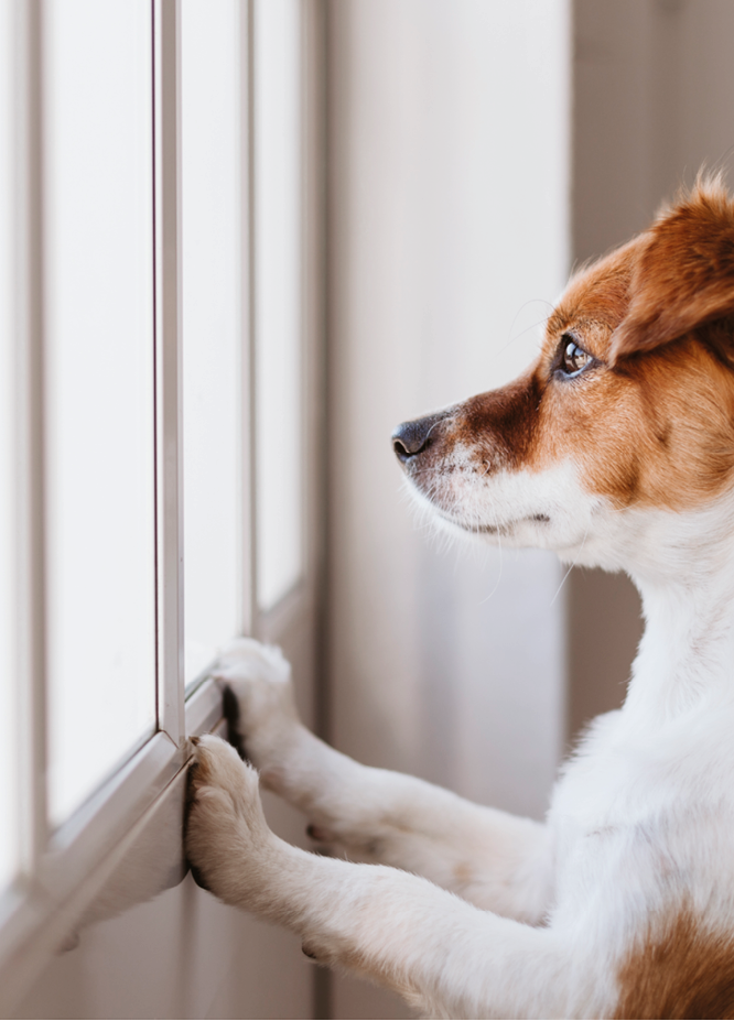 cute small dog standing on two legs and looking away by the window searching or waiting for his owner  Pets indoors