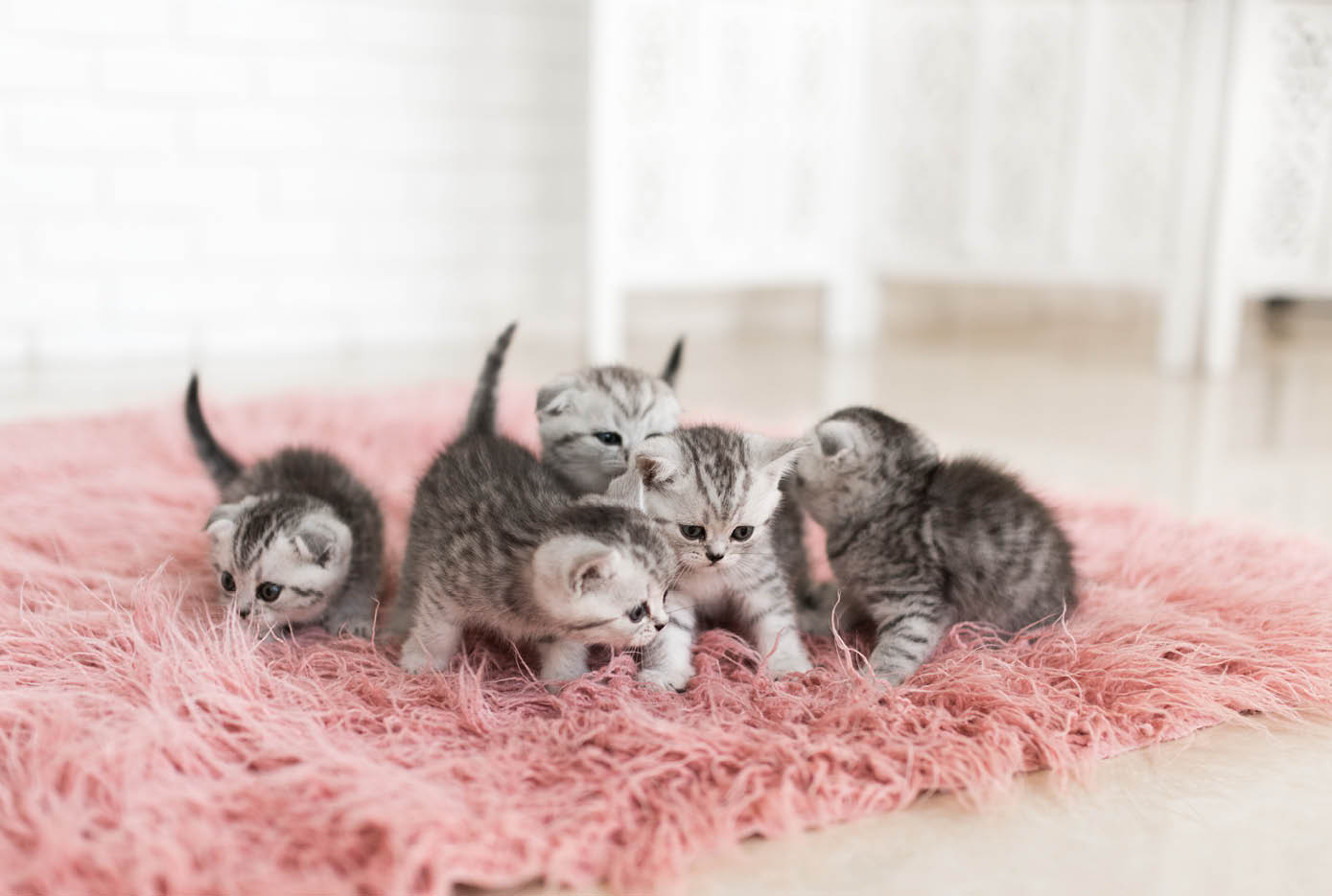 Five little grey kittens lie on a pink carpet