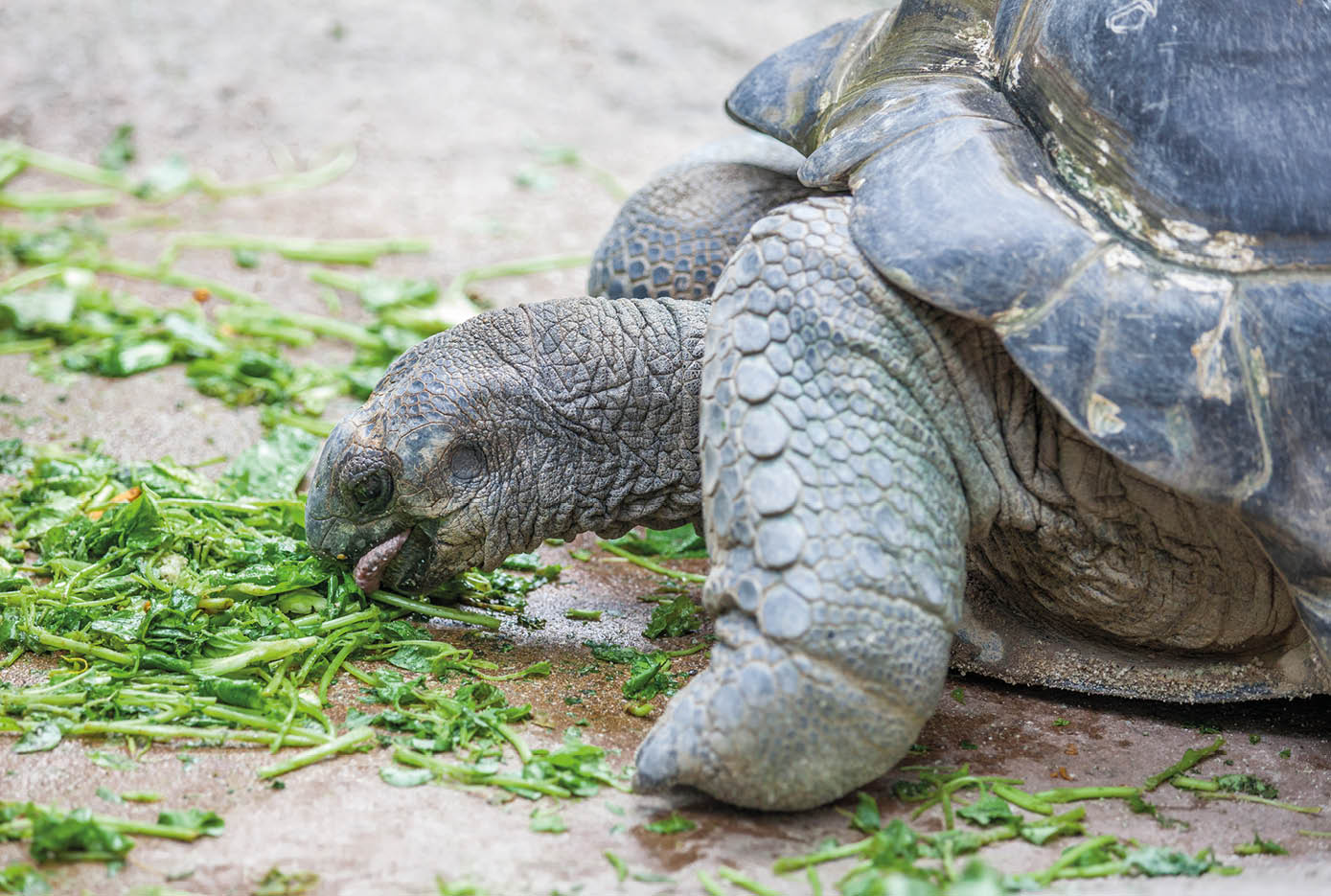 A close up of the face of a galapagos turtle, eating grass