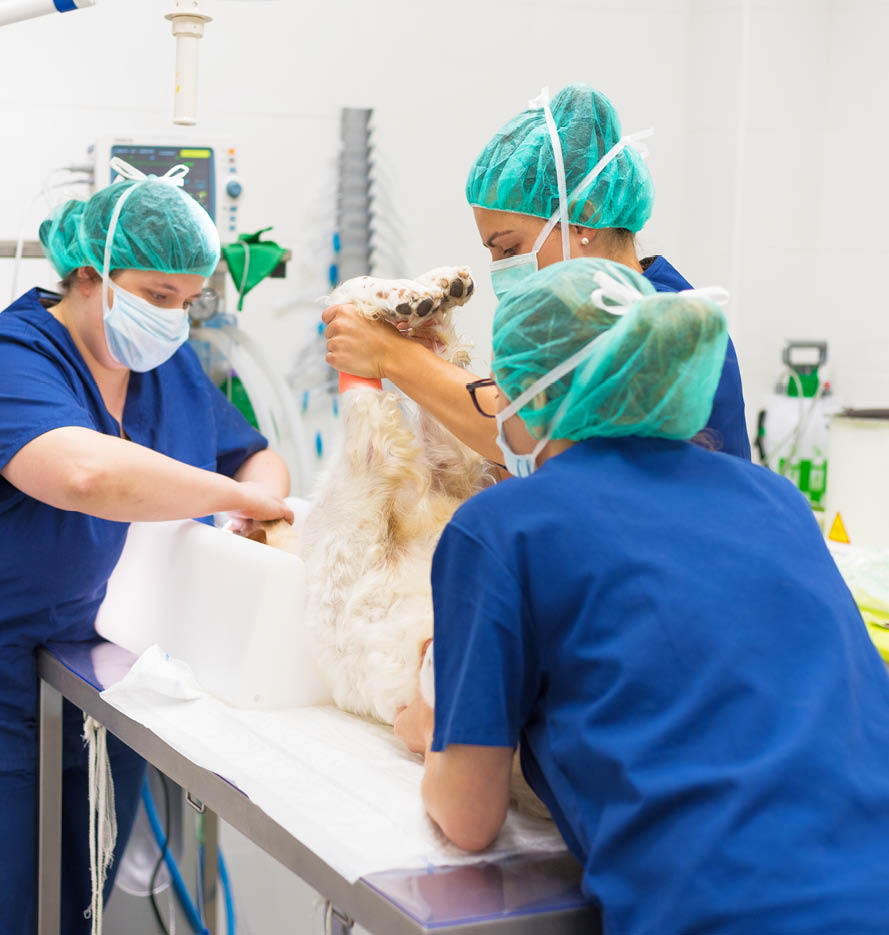 Veterinarian surgeons in operating room