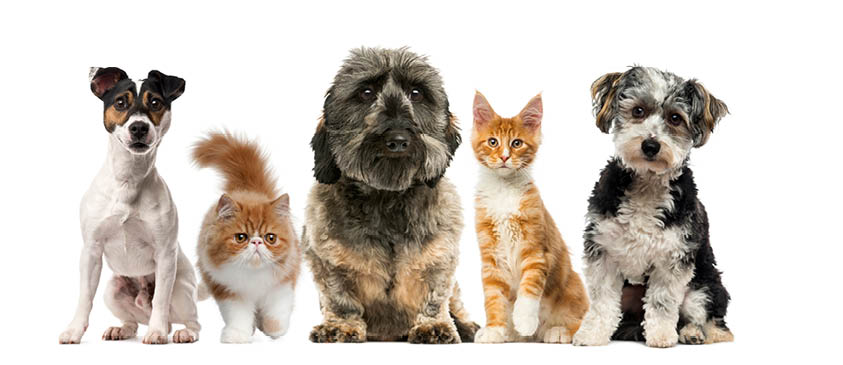 Group of dogs and cats in front of a white background