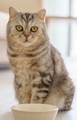 Adorable grey Scottish hungry cat wants to eat, looking pitifully to camera kitten siting in kitchen floor and waiting for owner to pour dry food into an empty bowl  Domestic animals concept