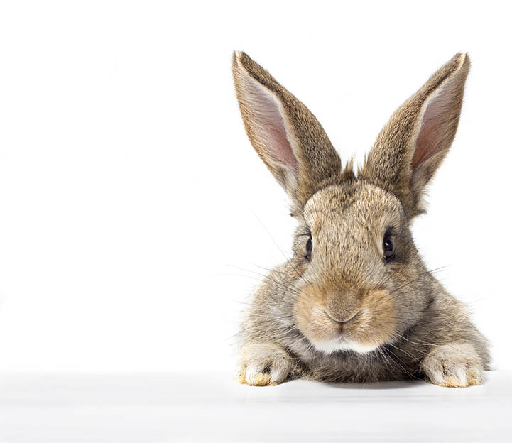 gray fluffy rabbit looking at the signboard  Isolated on white background  Easter bunny