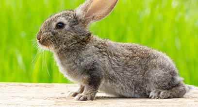 Cute fluffy grey rabbit with ears on a natural green background