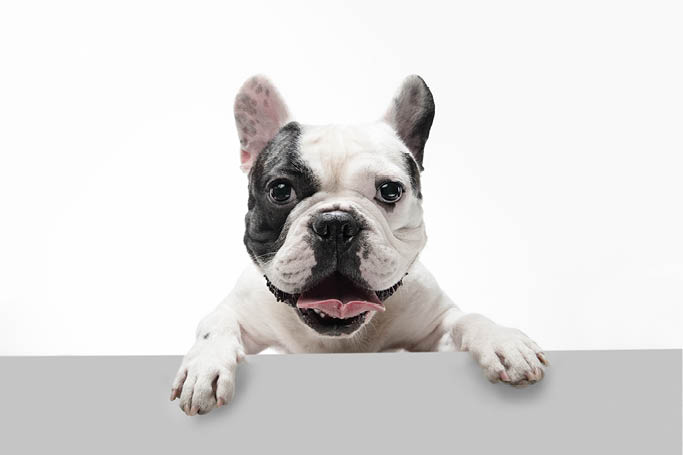 Listening to you  French Bulldog young dog is posing  Cute playful white-black doggy or pet is playing and looking happy isolated on white background  Concept of motion, action, movement 