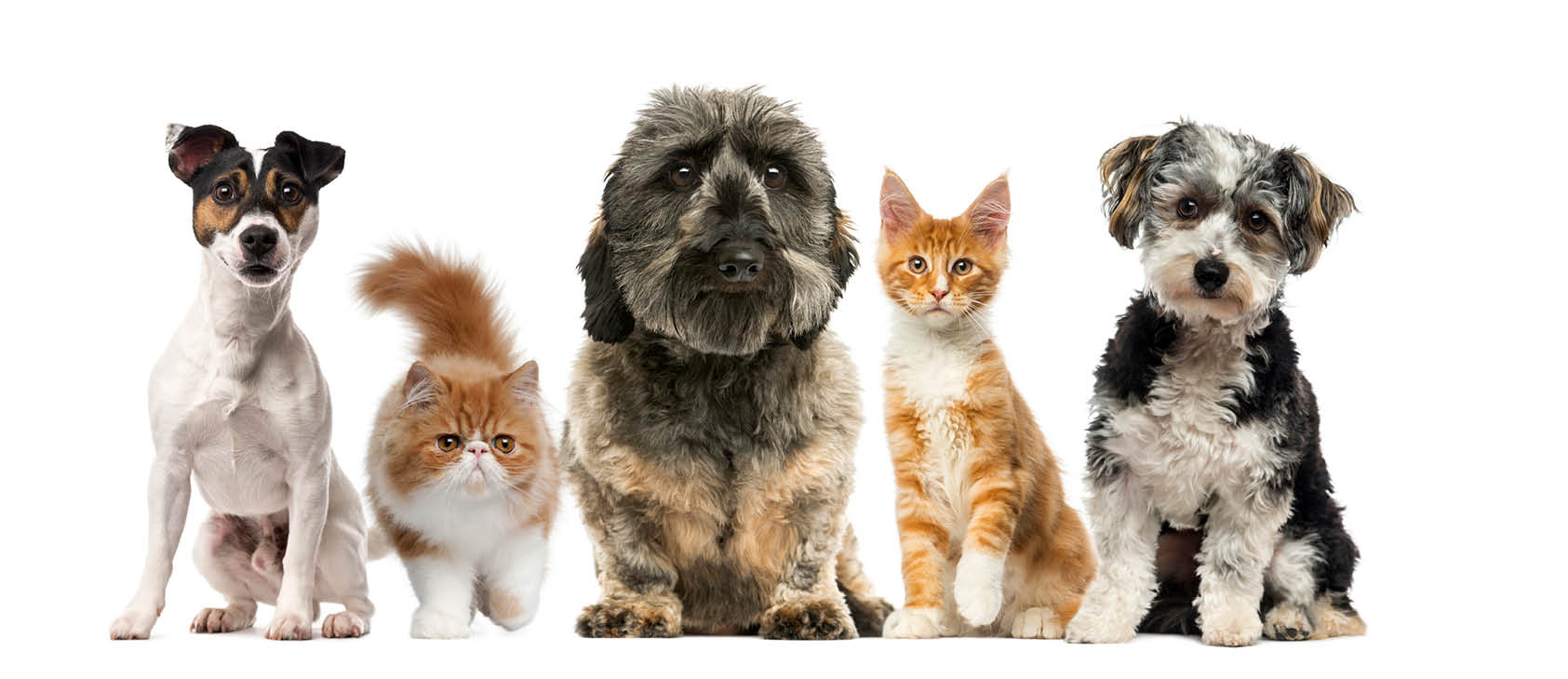 Group of dogs and cats in front of a white background