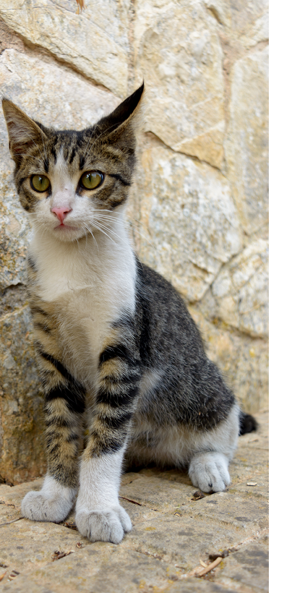 portrait of young gray tabby shorthair cat, european common cat,