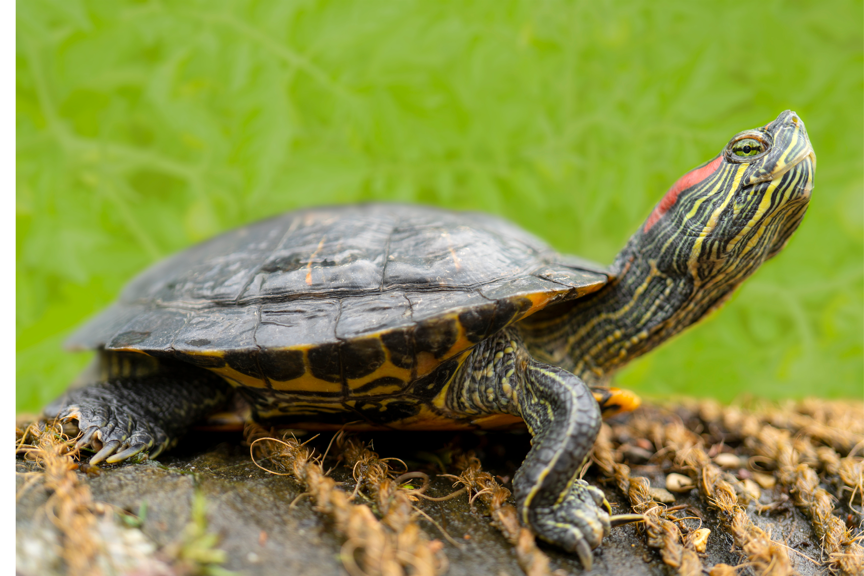 Freshwater turtles on the shore near the water 