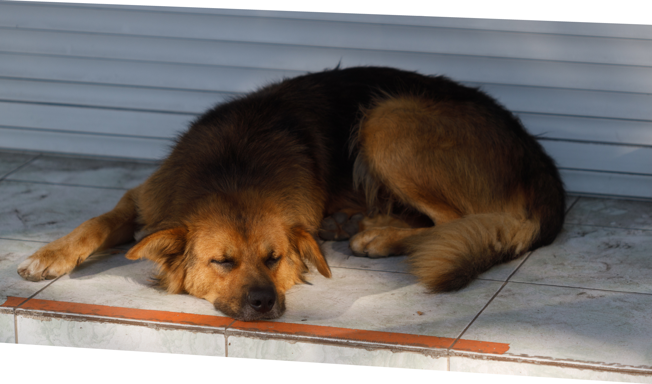 a stray dog on the street of the city  stray animals  High quality photo