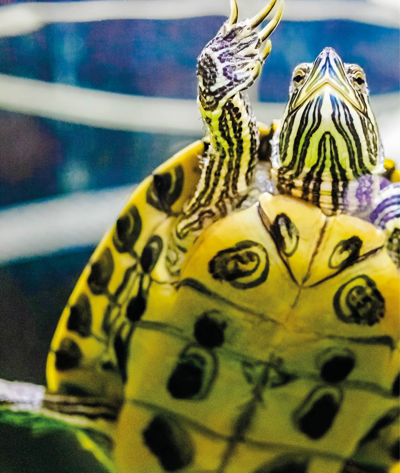 The red-eared turtle swims in the water  Close-up  Lovely pet
