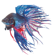 Blue siamese fighting fish, betta splendens isolated on white background