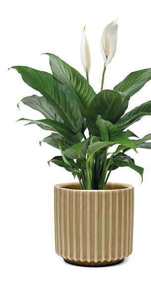 Peace lily plant in a pot