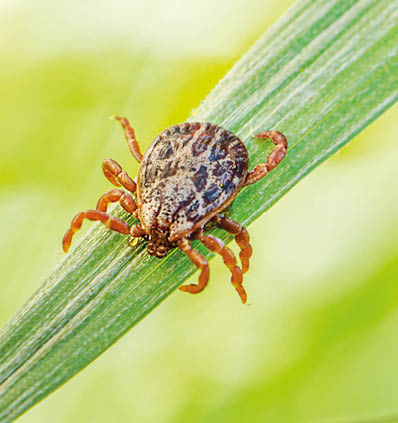 A small brown tick sits on the grass in the bright summer sun during the day. Dangerous blood-sucking arthropod animal transfers viruses and diseases.