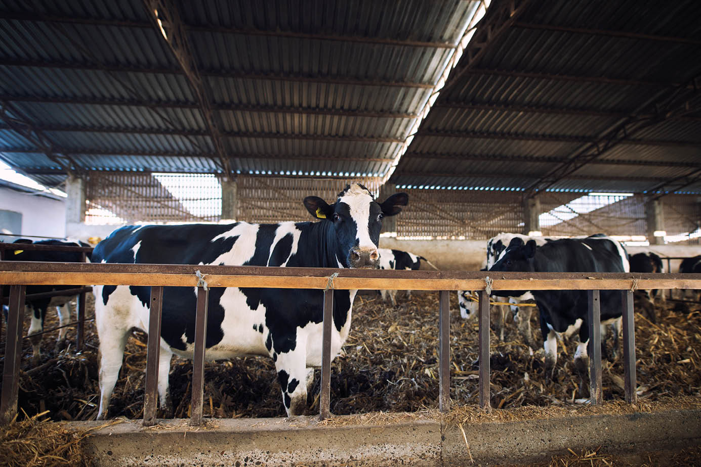 Domestic animals eating hay at cattle farm 