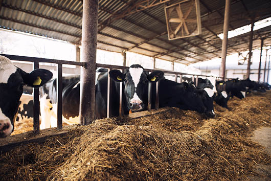 Funny curious cow looking at the camera while other cows eating hay in background at cattle farm 