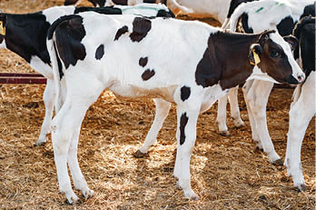 Young bull calf in a stall on a farm close up