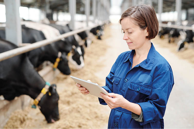 Serious young female worker of animal farm in uniform using touchpad to find information about new breed of milk cows