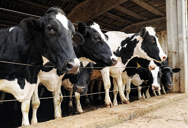 Row of Holstein dairy cows penned in a barn on a farm pushing their heads through the wires to look outside