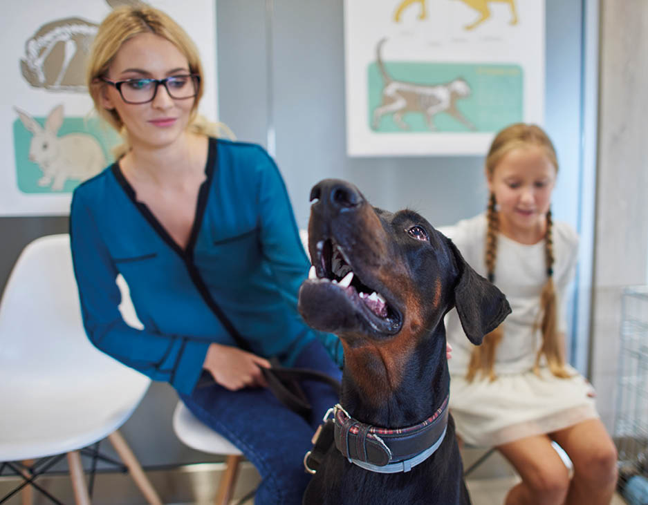 Next patient at the vet's queue