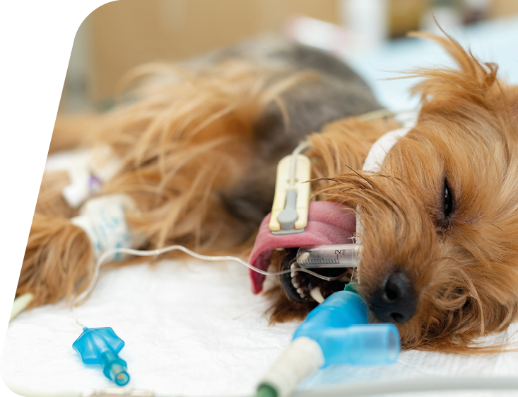 A dog on the operating table in a veterinary clinic