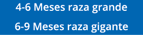 4-6 Meses raza grande 6-9 Meses raza gigante