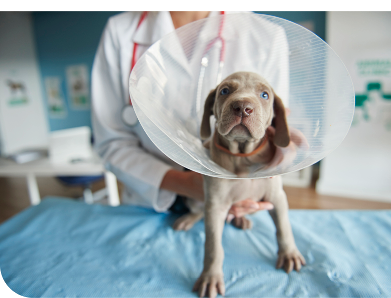 Ill dog wearing a pet collar