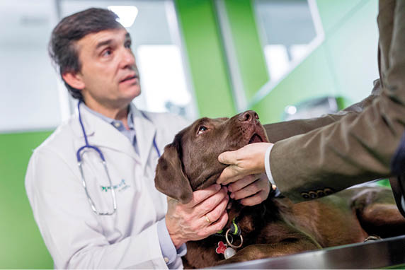 Canine dog vetclinic corporate 2017 2516 96dpi