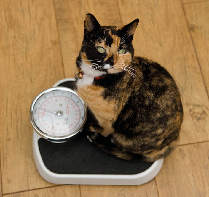 Domestic Cat Single adult female on scales UK