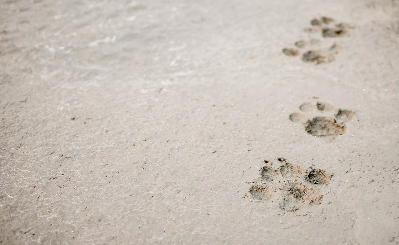 Dog footprints on cement concrete floor background