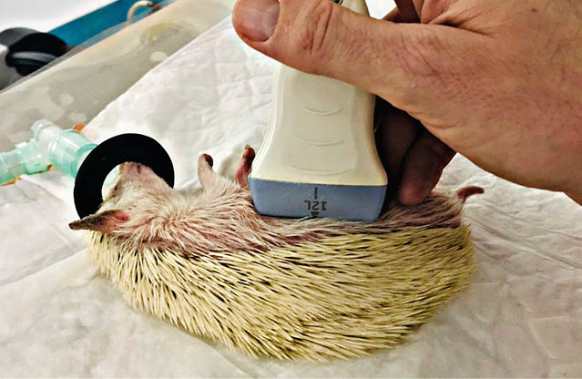 { total_effects_actions :0, total_draw_time :0, layers_used :0, effects_tried :0, total_draw_actions :0, total_editor_actions :{ border :0, frame :0, mask :0, lensflare :0, clipart :0, text :0, square_fit :0, shape_mask :0, callout :0}, effects_applied :0, uid : 11155FF5-6148-41AB-ABA6-F59D78BA8775_1567100632718 , width :3602, photos_added :0, total_effects_time :0, tools_used :{ tilt_shift :0, resize :0, adjust :0, curves :0, motion :0, perspective :0, clone :0, crop :0, enhance :0, selection :0, free_crop :0, flip_rotate :0, shape_crop :0, stretch :0}, source_sid : 11155FF5-6148-41AB-ABA6-F59D78BA8775_1567100632727 , origin : gallery , height :2769, subsource : done_button , total_editor_time :8, brushes_used :0}