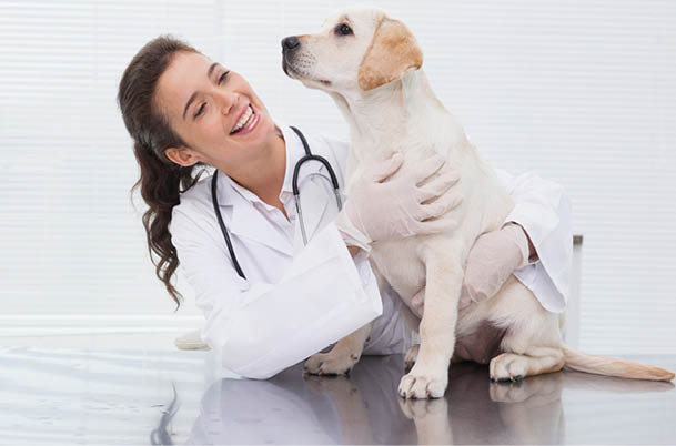 Smiling veterinarian examining a cute dog in medical office