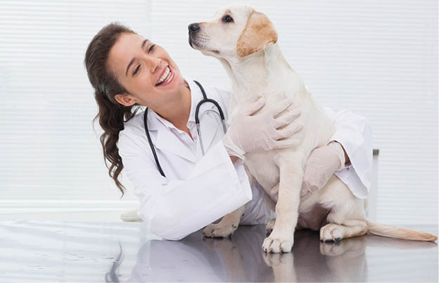Smiling veterinarian examining a cute dog in medical office
