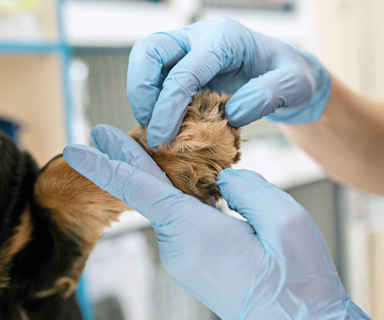 The medicine, pet care and love to animals concept  The dog and veterinarian doctor at vet clinic