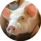 Group of pig that looks healthy in local ASEAN pig farm at livestock  The concept of standardized and clean farming without local diseases or conditions that affect pig growth or fecundity