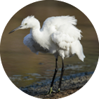 Autumn migrant Little egret, Egretta garzetta, plumage fluffed-up while foraging when stopping-over  Ghadira Nature Reserve, Malta, Mediterranean