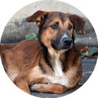 Harmless abandoned dog  People abandon dogs to their fate 