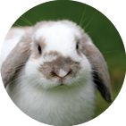 A closeup shot of a cute rabbit on the green grass with a blurred background
