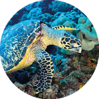 Green Sea Turtle sitting on a colorful coral reef underwater in the ocean 
