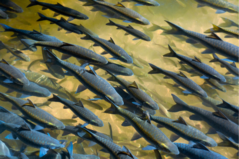 freshwater fish that was raised in ponds and cages  Yellow fish clear underwater