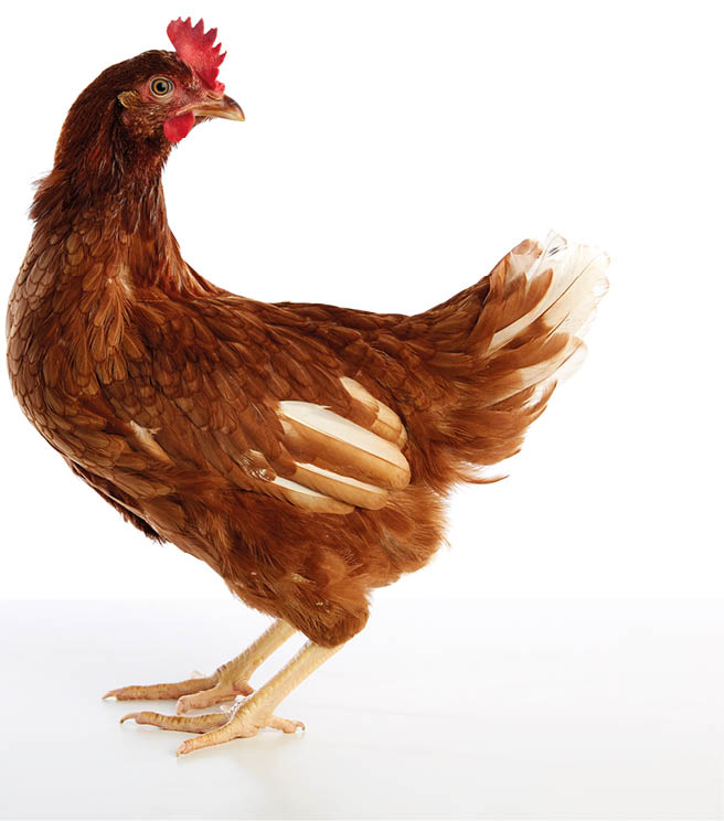 Brown hybrid hen  isolated on white background