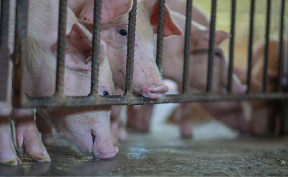 Group of pig that looks healthy in local ASEAN swine farm at livestock  The concept of standardized and clean farming without local diseases or conditions that affect piglet growth or fecundity