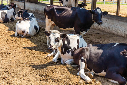 Cows sleeping in a farm  Dairy cows is economic animals 