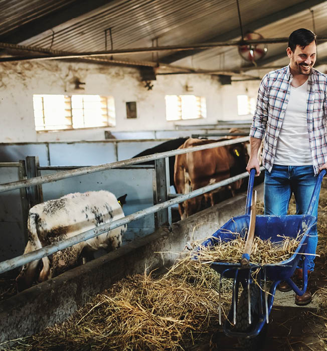 Full length of handsome caucasian farmer in jeans and plaid shirt pushing wheelbarrow with hay and looking at calves  Stable interior 