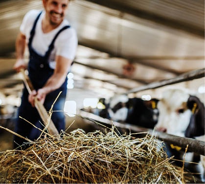 Close up of handsome caucasian farmer in overall feeding calves with hay  Stable interior 