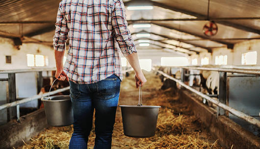 Rear view of hardworking caucasian farmer carrying buckets with fresh milk and walking in dairy farm 