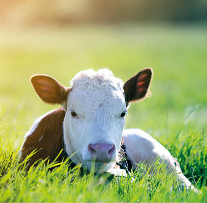 Close-up of white and brown calf looking in camera laying in green field lit by sun with fresh spring grass on green blurred background  Cattle farming, breeding, milk and meat production concept 
