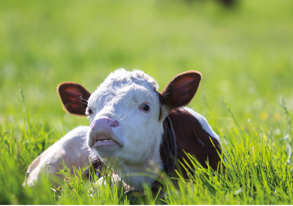 Close-up of funny white and brown calf looking in camera showing teeth laying in green field with fresh spring grass on blurred trees background  Cattle farming, milk and meat production concept 