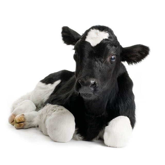 calf in front of a white background