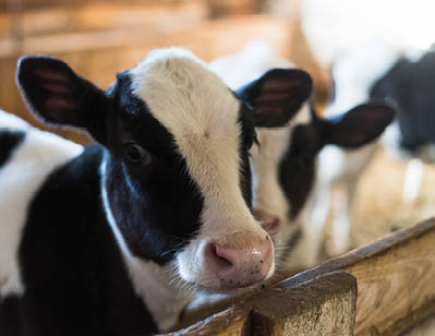 calf on the farm  Inside the farm is a cute baby cow  A lot of hay