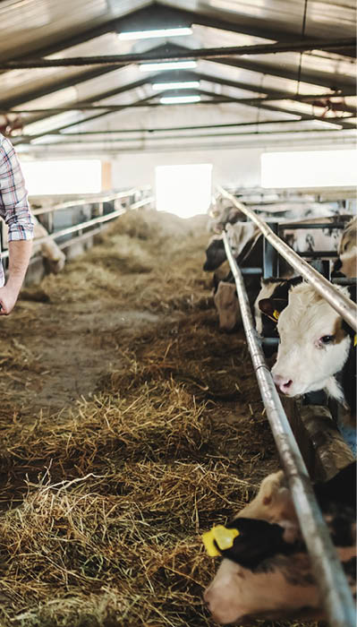 Full length of handsome caucasian farmer in jeans and plaid shirt pushing wheelbarrow with hay and looking at calves  Stable interior 